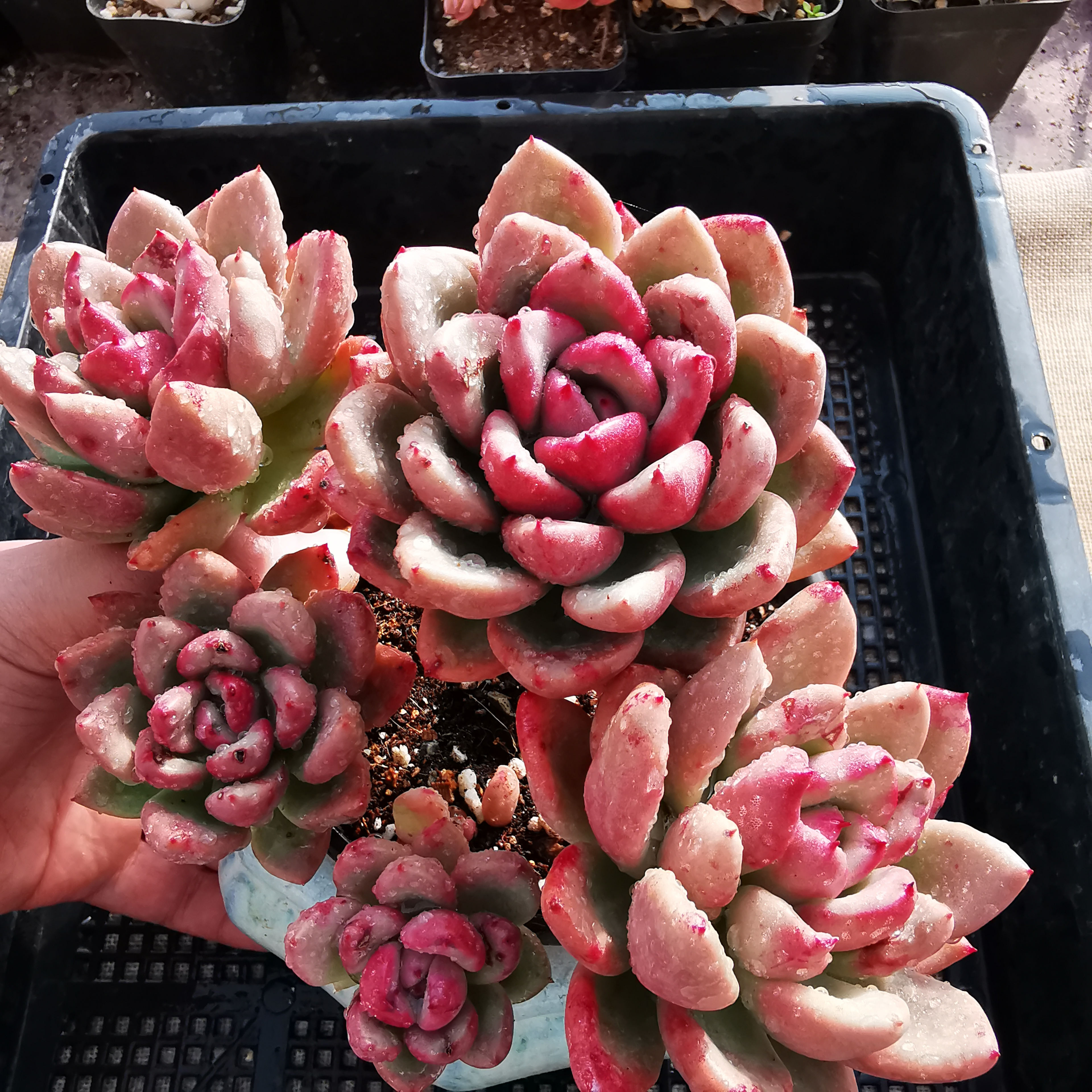 多肉植物奶油鳄梨_【超美糖心奶油鳄梨6年老桩群】韩国进口一物一拍