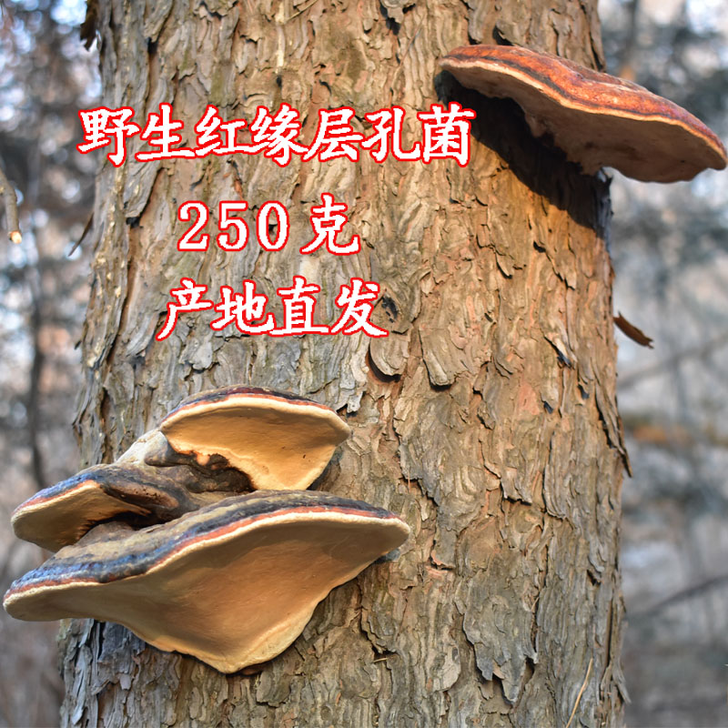 长白山野生灵芝红缘树舌整枝松生层孔红缘层孔菌红带菌250克