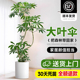 大叶伞老桩绿植室内大型落地式植物客厅办公室大盆栽好养四季常青