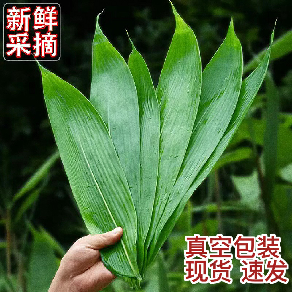包粽子用什么叶子(包粽子用什么叶子包)