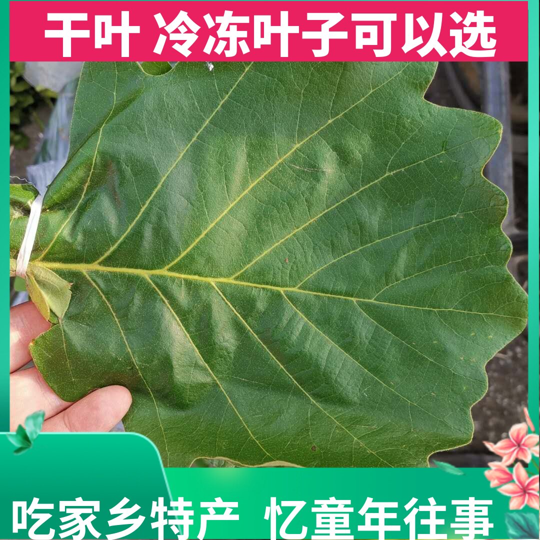新鲜柞树叶子东北野生玻璃叶伯乐 券后19元包邮