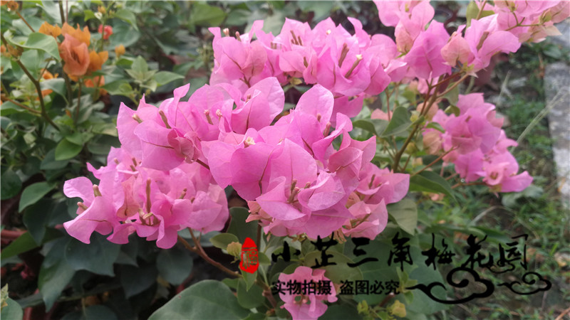 详情有实拍苗图 带花发货 红粉佳人 三角梅