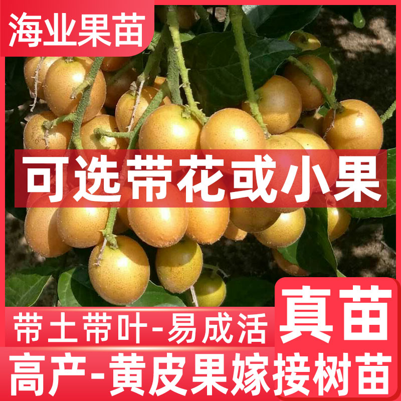 黄皮苗树嫁接贵妃黄皮无核香蜜鸡心黑