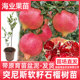 突尼斯软籽石榴树苗特大甜石榴果树苗南北方种植庭院盆栽地栽带土