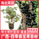 嘉宝果苗树台湾四季早生红妃艾斯卡沙巴树葡萄名贵盆栽 阳台 庭院