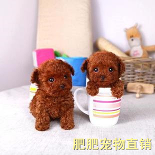 手机广告位-内容正文顶部 ---->去商城购买 赞  1