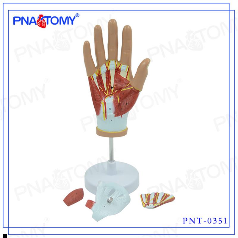 人手肌肉附血管神经模型手掌部解剖模型手骨模型运动系统手关节