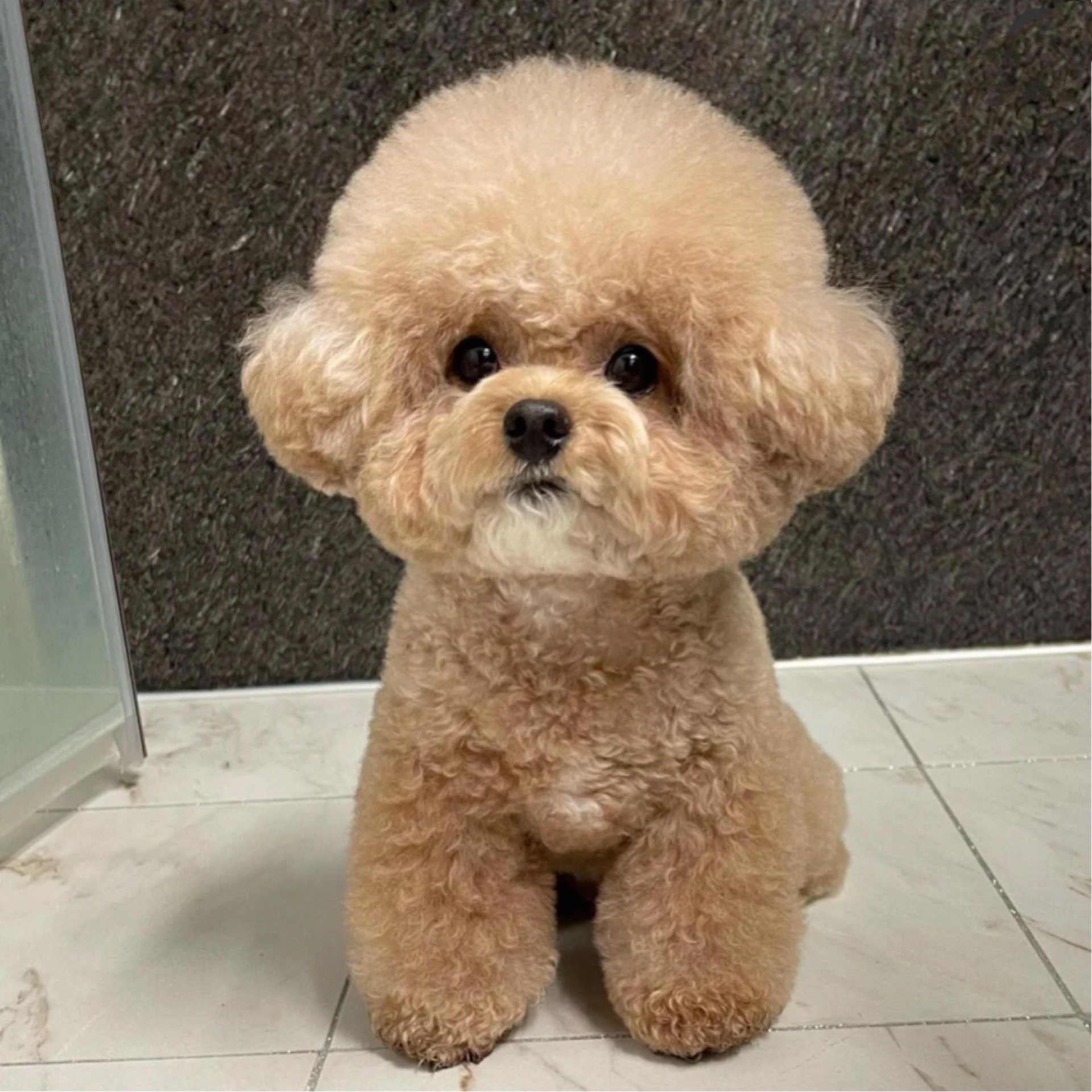 特价泰迪犬幼犬