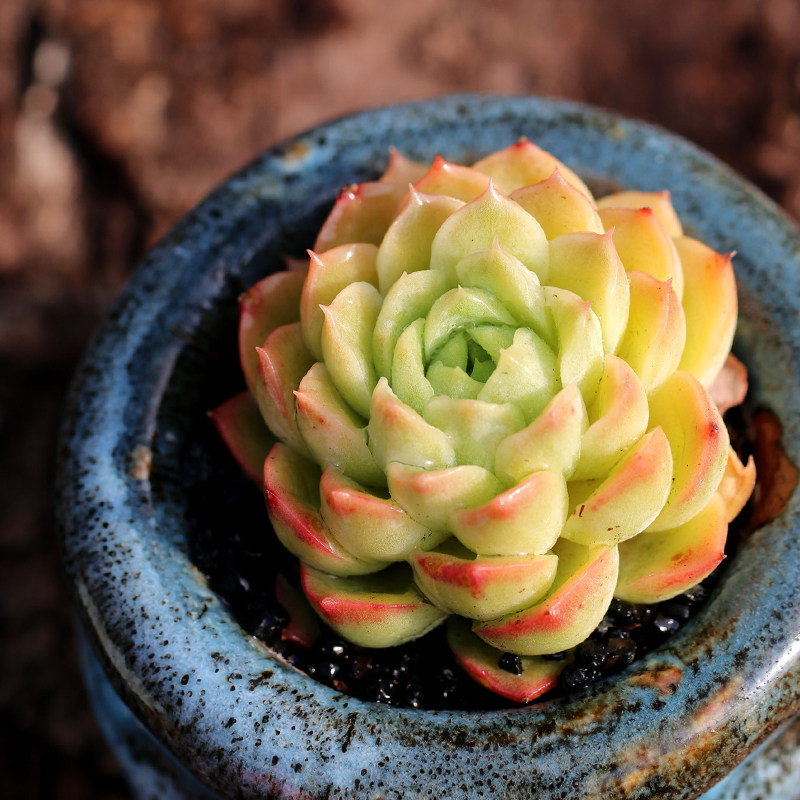 热销多肉植物 新手 四季_酸橙辣椒多肉植物新手好养四季绿植盆栽kk后