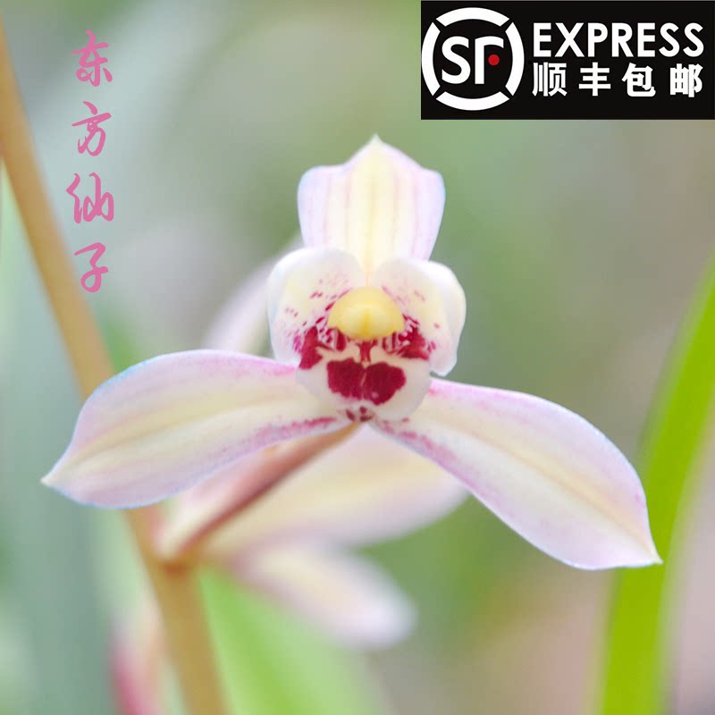 东方仙子  名贵高档兰花荷花仙子名贵高档盆栽建兰四季兰花苗包邮