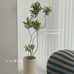 百合竹盆栽 大型绿植网红植物 北欧风造型室内客厅办公室净化空气
