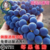 风铃儿酿酒葡萄160元40斤山葡萄红酒葡萄毛葡萄刺葡萄自酿DIY葡萄 风铃儿酿酒葡萄160元40斤山葡萄红酒葡萄毛葡萄刺葡萄自酿DIY葡萄