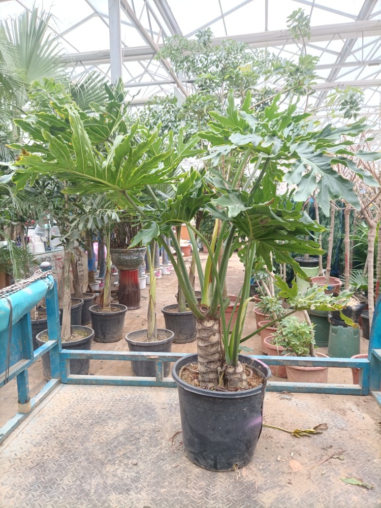 郑州配送老桩杆龙鳞春雨春羽小天使大型网红盆栽净化空气超级好养