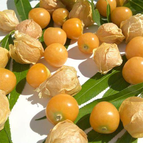 甜菇娘种子 阳台盆栽水果种子 姑娘儿种子蔬菜种子四季水果蔬菜籽