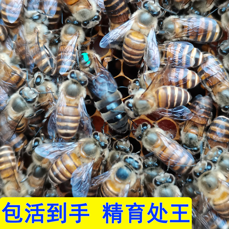 00元71去淘宝店购买70产品详情中蜂蜂王种王高产良种土蜜蜂双色本
