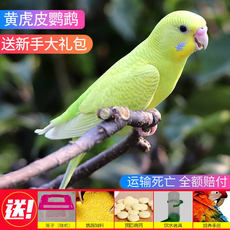 宠物大型情侣鸟活鹦鹉玄凤活物红鹦鹉网红迷你鸟