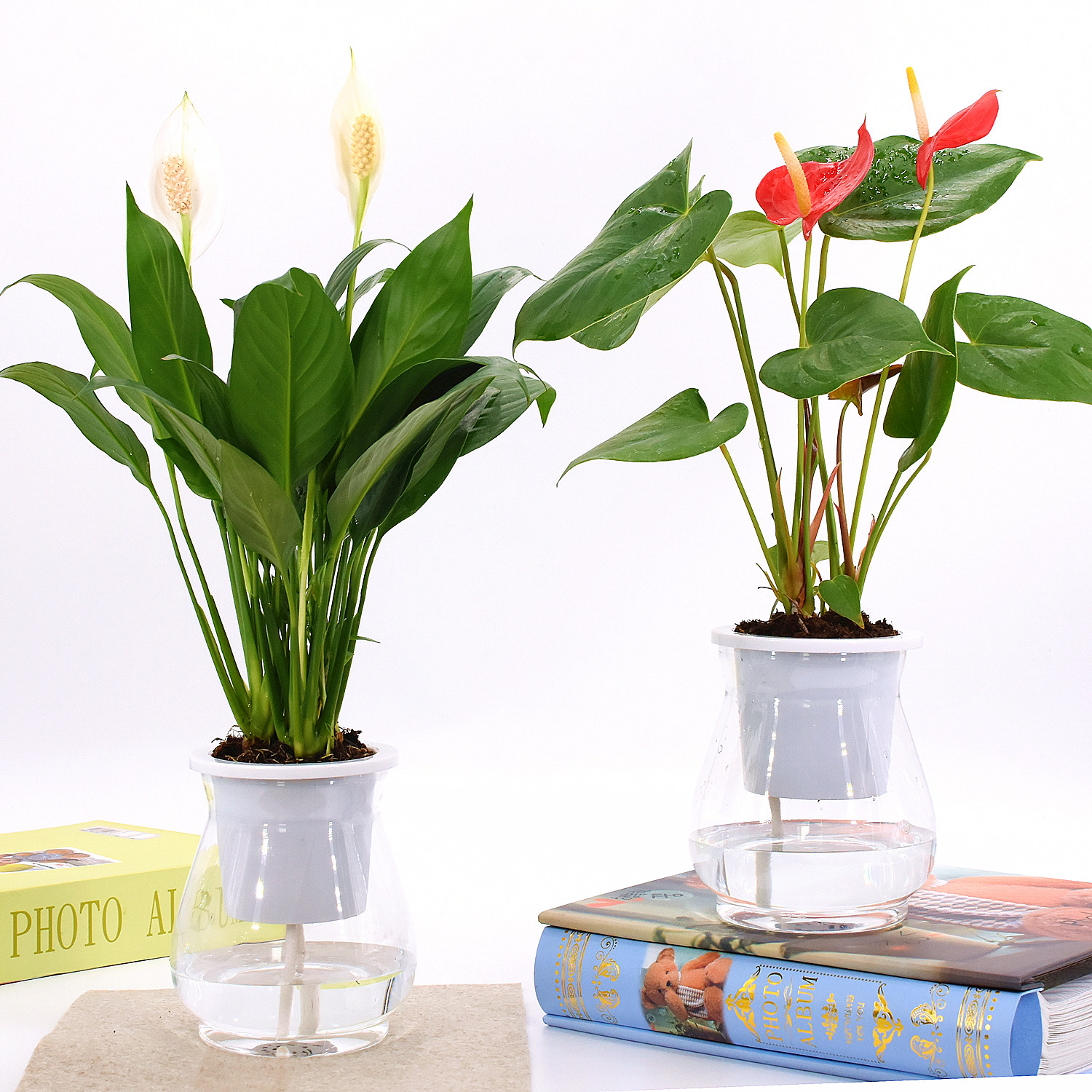 好养 开花不断_白掌一帆风顺盆栽四季好养常年开花不断观花卉水培红掌