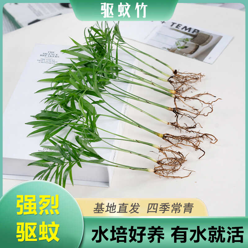 水培驱蚊竹柏椰子竹室内植物驱蚊草吸甲醛净化空气办公室盆栽绿植