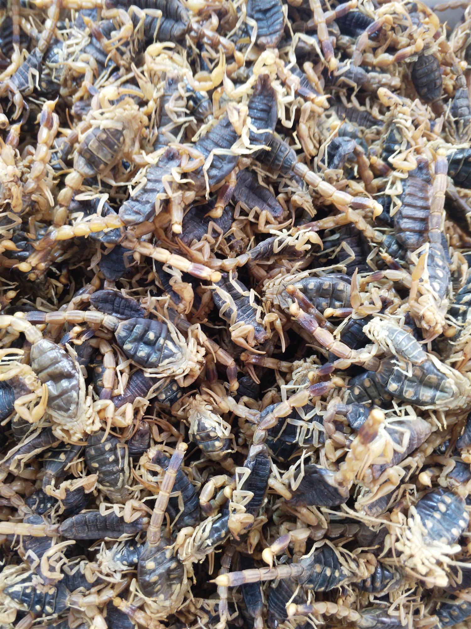 全蝎中药材 蝎子 清水100克完整食用药用 全蝎子干货另有蜈蚣水蛭