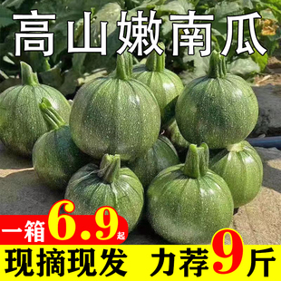 嫩南瓜新鲜现摘四川小南瓜当应季农家蔬菜9斤小青瓜脆嫩整箱包邮