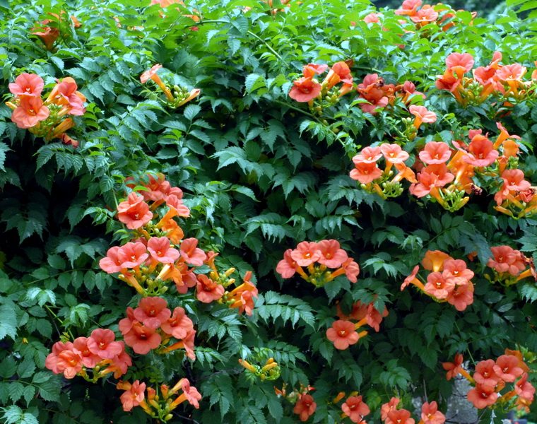 藤蔓花卉凌霄花苗 宜栽于庭园观花植物攀援花卉庭院楼顶阳台