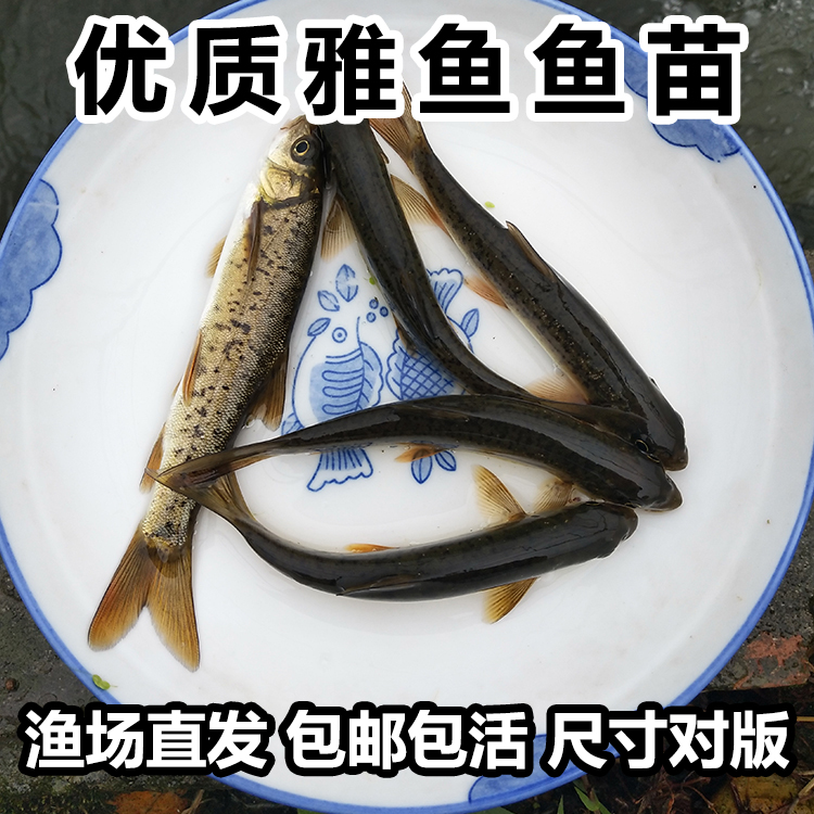 雅安雅鱼苗 裂腹鱼苗 细鳞鱼苗 阴