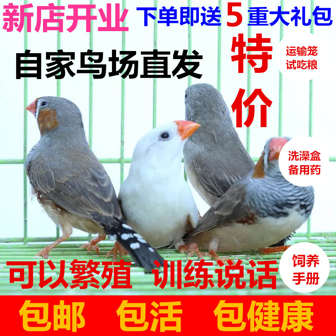 十姐妹公母对照图片