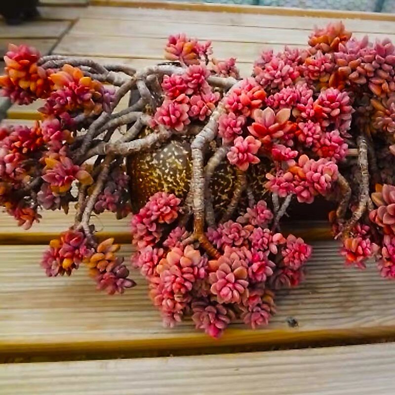 牛先生|直播链接四十四18-361厚叶克拉夫量拍 多肉植物满39元包邮