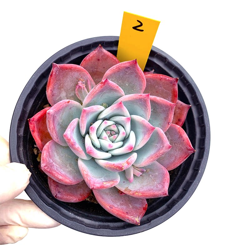 布兰迪多肉植物一物一拍仙气飘飘精养野卡向阳派多肉园艺
