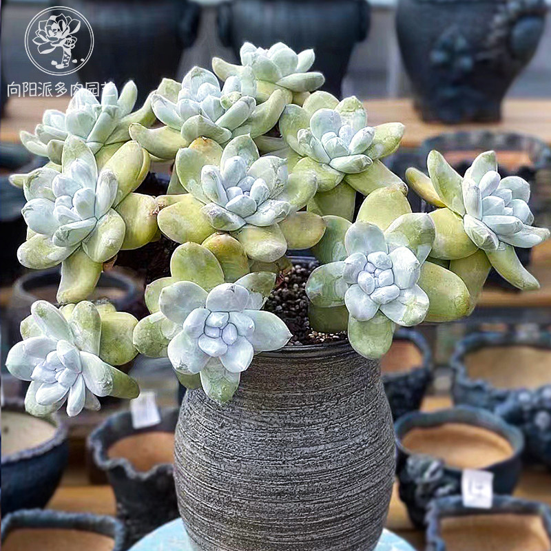 拇指仙女杯帕奇飞图粗桩高端精品多肉植物一物一拍直播老桩向阳派