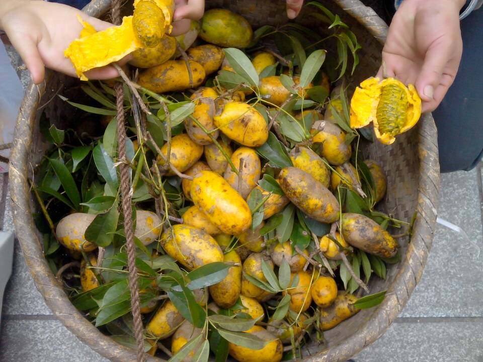 热销八月瓜 果树苗_6颗包邮 八月瓜苗 7叶木通 九月黄苗 八月瓜黄色不