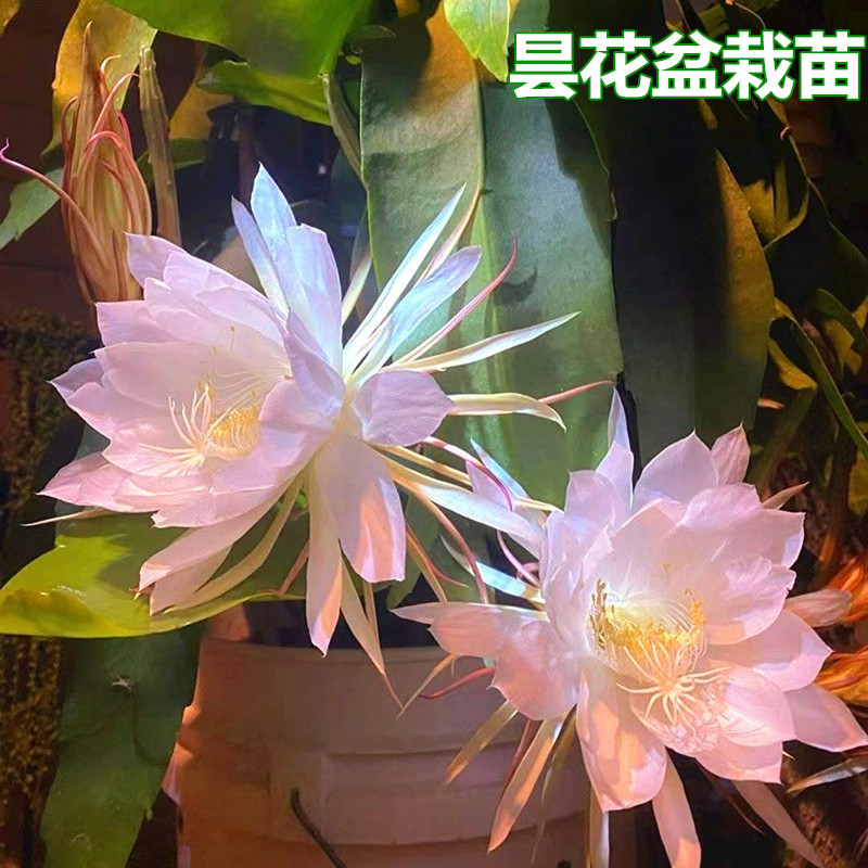 昙花盆栽室内阳台植物昙花苗食用昙花