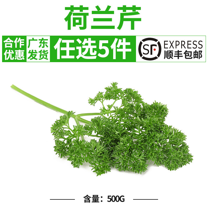 新鲜荷兰芹法国香芹番西欧芹西洋芹摆盘装饰西餐用品500g新鲜蕃西