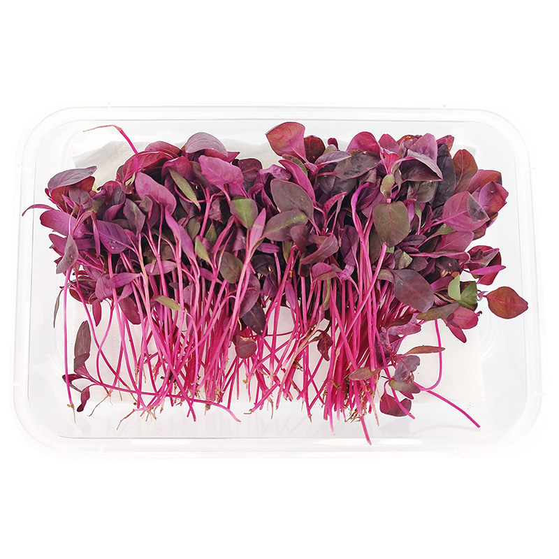 火红苗新鲜芽苗菜 斯卡纳苗食用安曼红 西餐摆盘装饰 任选5盒包邮