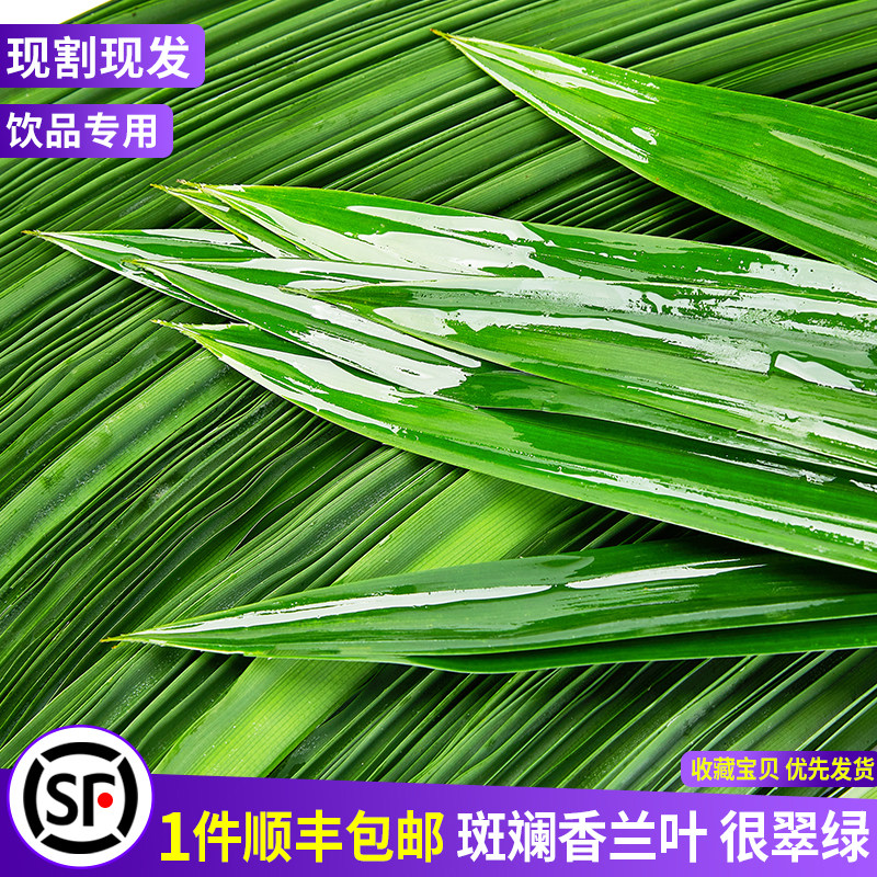 斑斓叶新鲜食用香兰叶500g蛋糕千层芒果糯米饭奶茶店用班兰叶包邮