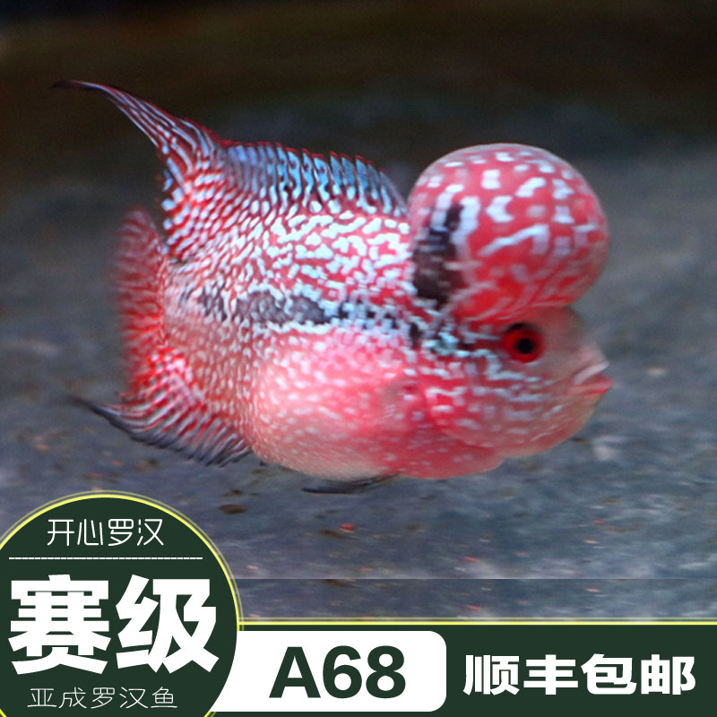 新品泰国进口赛级爆头鸿运当头罗汉鱼亚成活体热带鱼罗