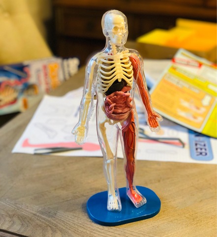 SmartLab人体解剖器官认知医学STEAM玩具模型squishy human body