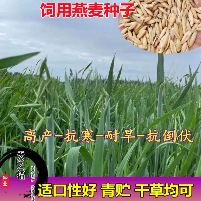 燕麦种子