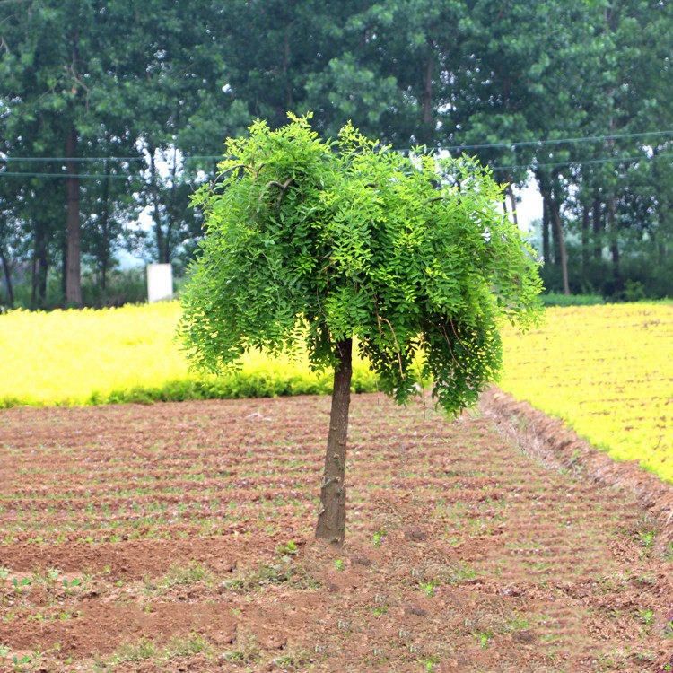 龙爪槐树苗嫁接苗垂槐苗国槐大树黄金槐树工程绿化树苗垂槐雨伞树