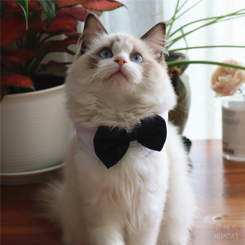 花猫儿宠物猫咪小狗假领子黑色绅士领结项圈脖子饰品雄性公猫