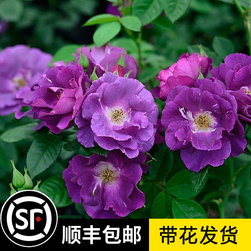 【蓝色狂想曲】灌s木月季花苗藤本绿植玫瑰室内花卉盆栽观花植物