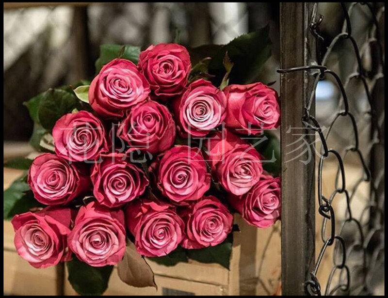 花隐|欧月 波斯王子 切花盆栽月季玫瑰苗多季节重复开花包对版