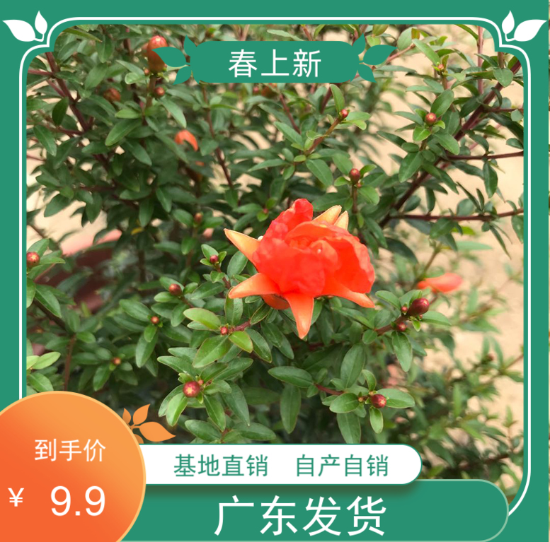 潮汕喜庆红花石榴花仙草抹草小槐花阳台庭院盆栽带盆带土发货包邮