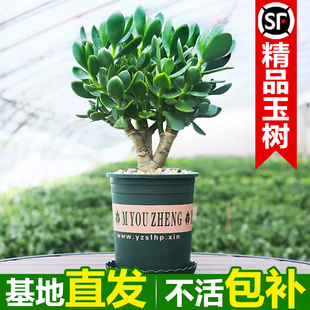 玉树老桩大株盆栽多肉植物室内四季好养绿植净化空气四季常绿盆栽