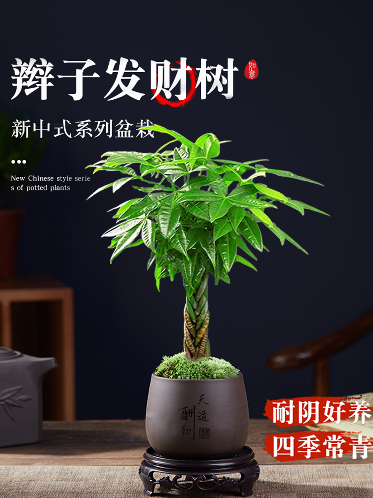 发财树盆栽植物室内花卉绿植办公好养