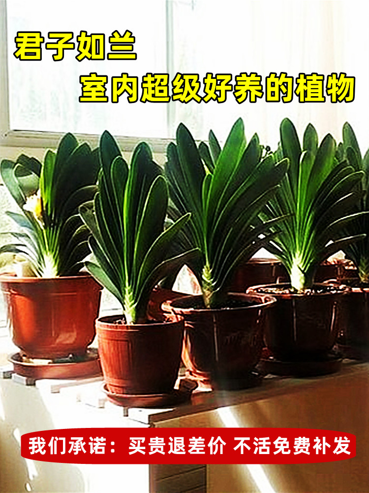 四季君子兰盆栽带花苞小苗花卉植物室