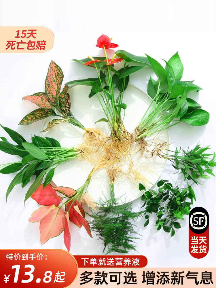 花卉盆栽水培植物室内花绿植四季水生