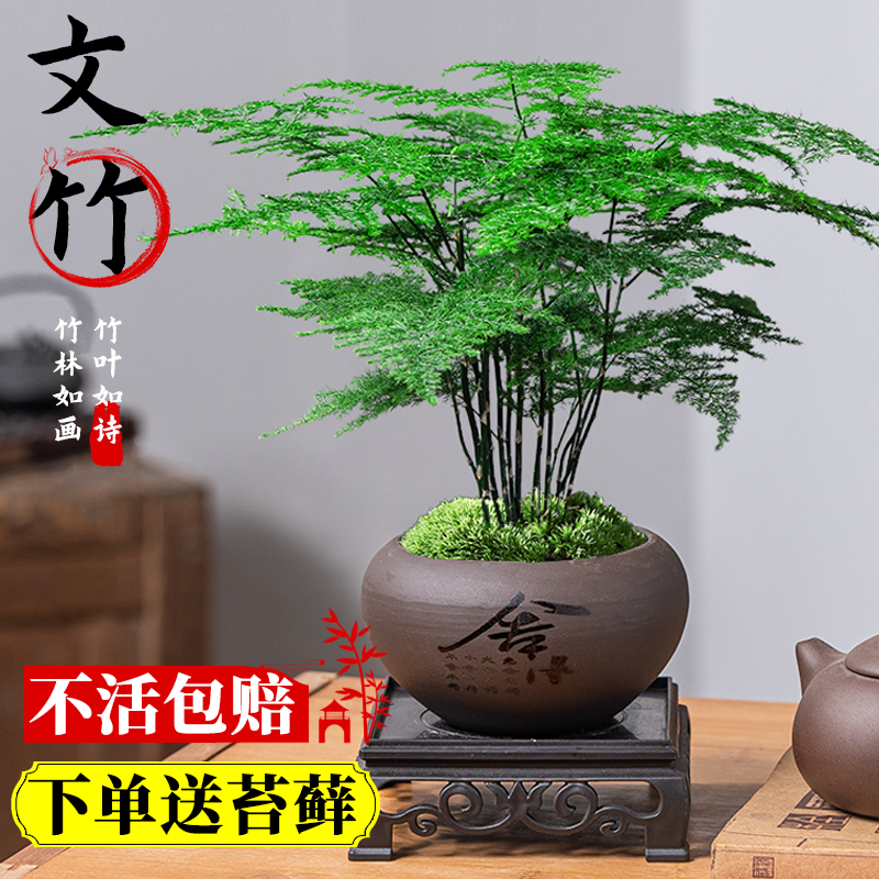 文竹盆栽植物室内花卉盆景客厅办公室