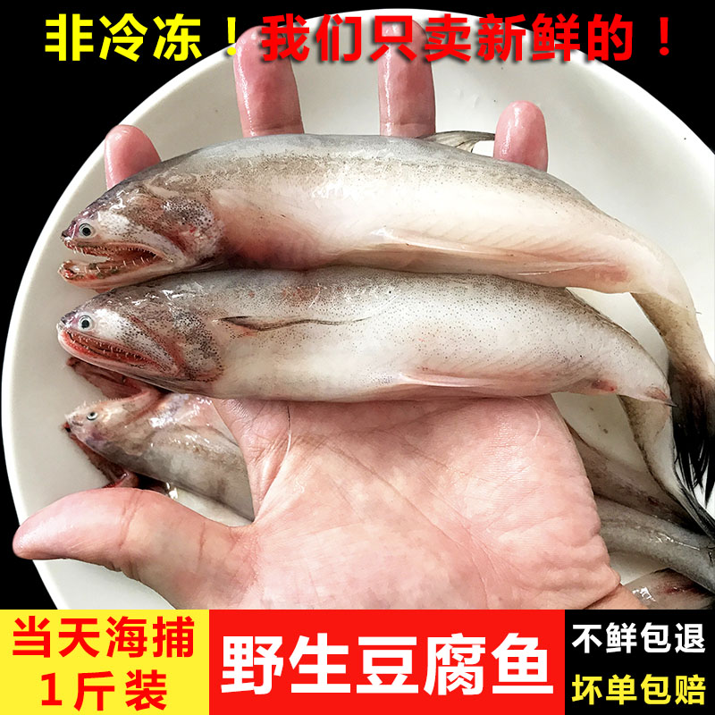 东海野生新鲜豆腐鱼九肚鱼龙头鱼鲜活虾潺水潺丝丁鱼海鲜当天海捕