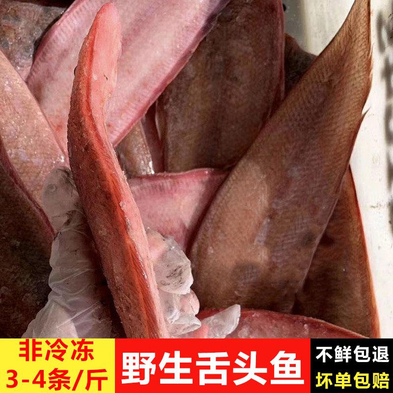 东海野生舌头鱼鲜活粗鳞龙利鱼新鲜踏板鱼肉目塌鱼玉秃鱼1斤3-4条